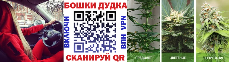 Каннабис план где найти наркотики Голицыно